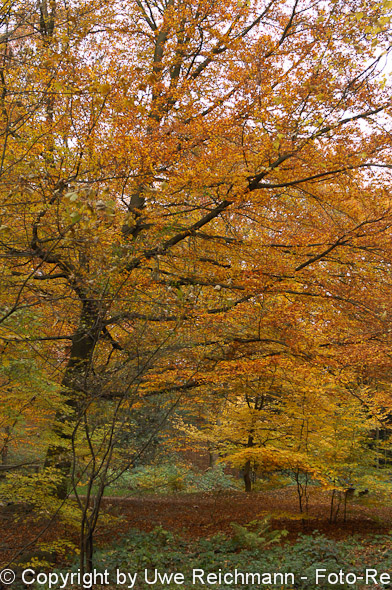 2011_10_29-15.42.26h_0226