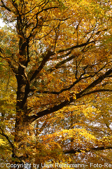 2011_10_29-16.24.58h_0315