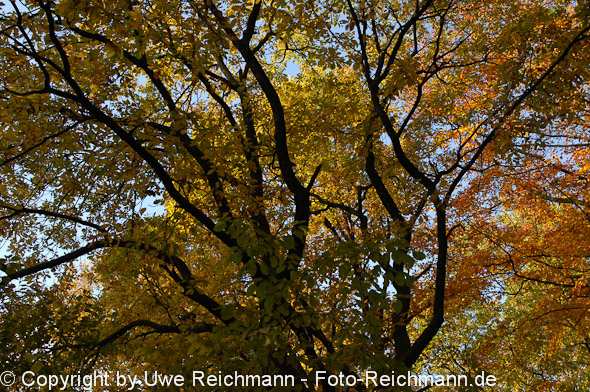 2011_10_29-16.29.38h_0330