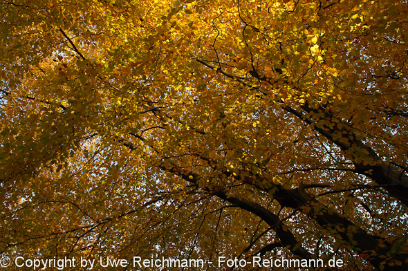 2011_10_29-16.39.12h_0369