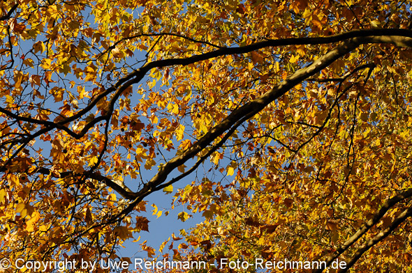 2011_10_29-16.45.58h_0389