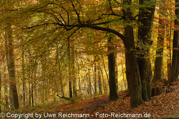 2011_10_31-13.23.34h_0435