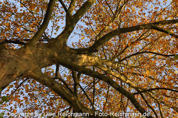 2011_11_06-15.23.36h_0052