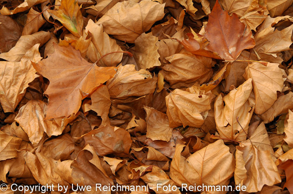 2011_11_06-15.42.04h_0060