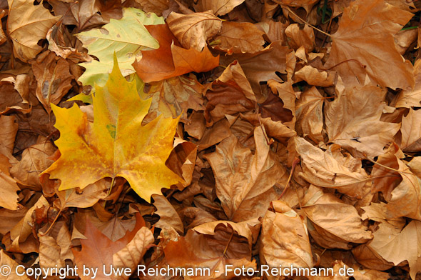 2011_11_06-15.42.36h_0062